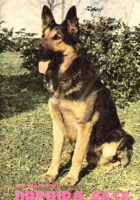 Dresura pasa