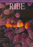Ribe