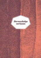Dermochelys coriacea (HRV-ENG)