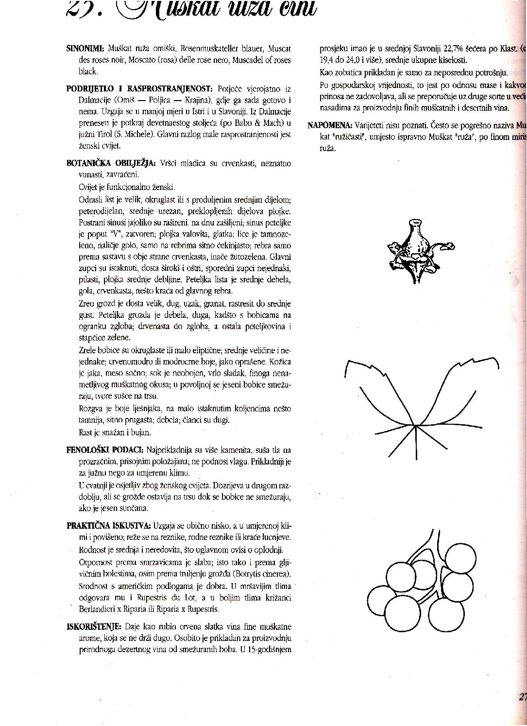 Ampelografski atlas - Slika 2